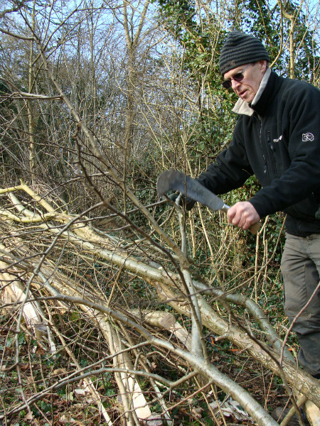 Cutting stem with billhook for waeving into hedge
