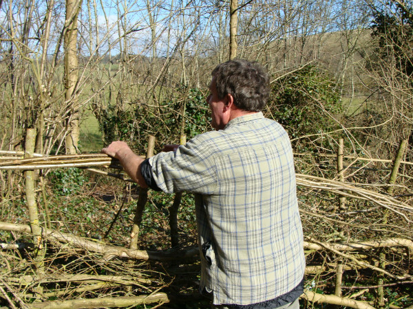 Demonstration of binding laid hedge