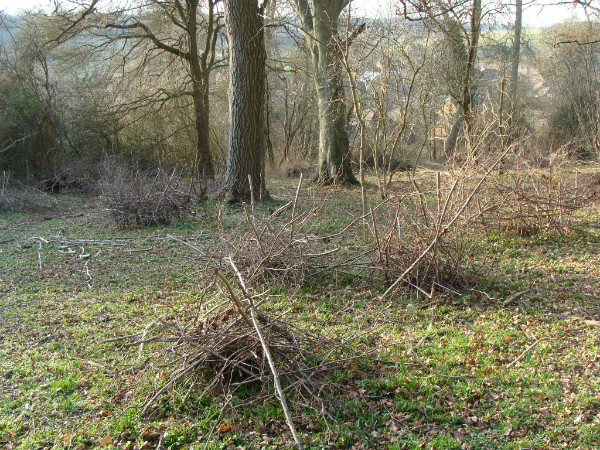 Protected coppice stools
