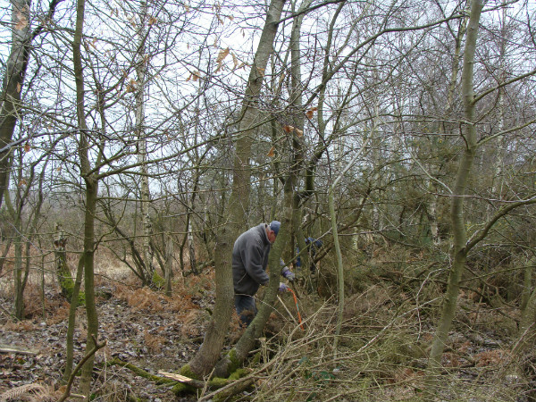 Cutting back gorse and willow
