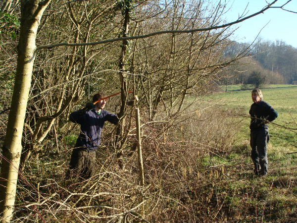 Volunteer staking hedge