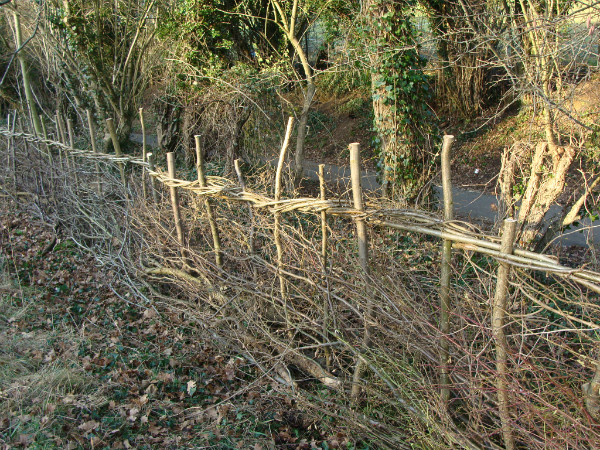 Completed section of hedge