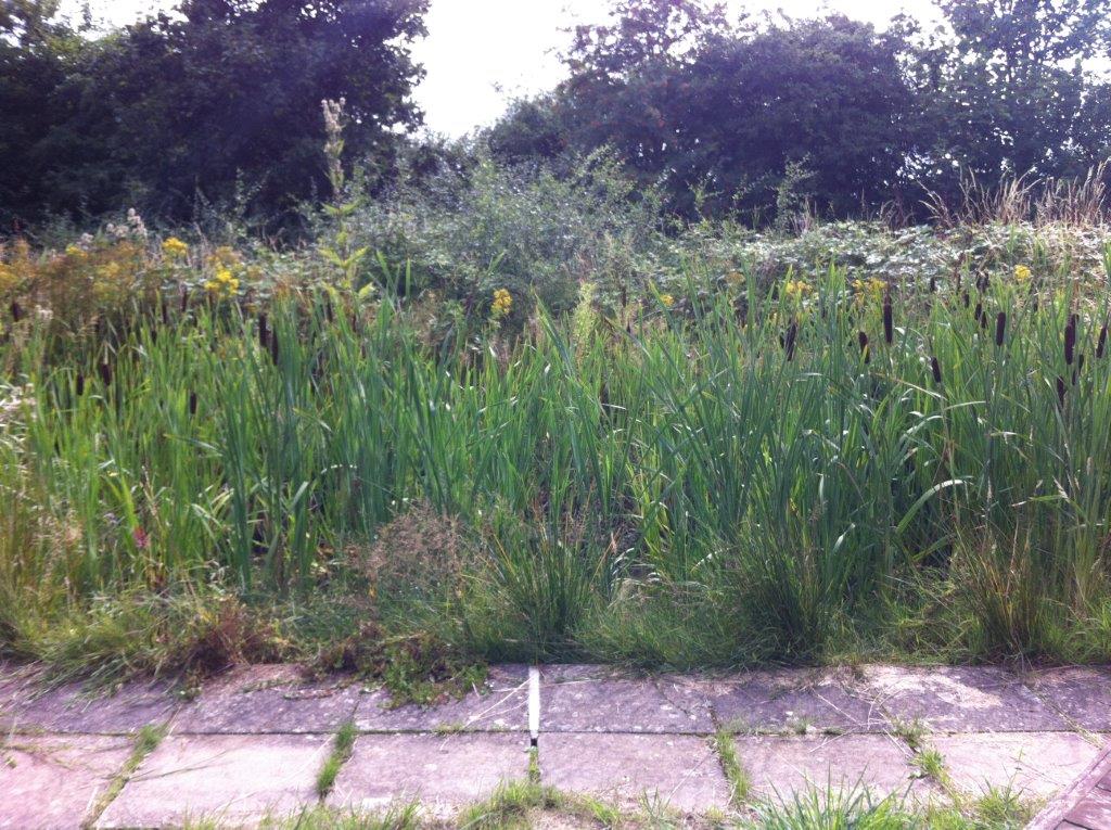 Overgrown pond