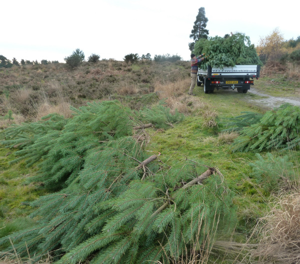 Loading trees