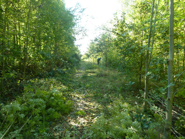 Path through regenerating ash woodland