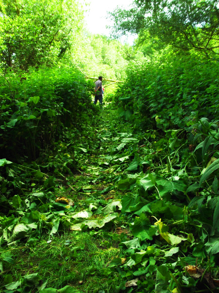 Path being cleared