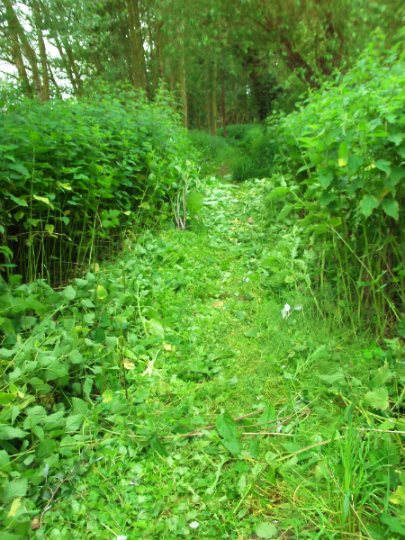 Path being cleared