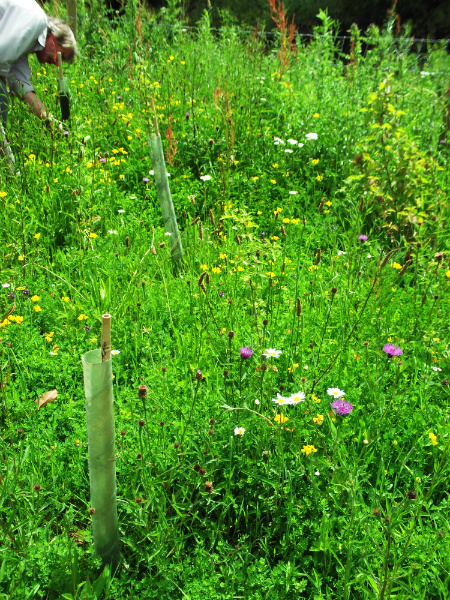 Planted trees