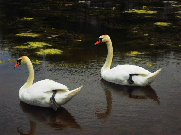 Swans