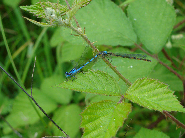 Pair of damelflies