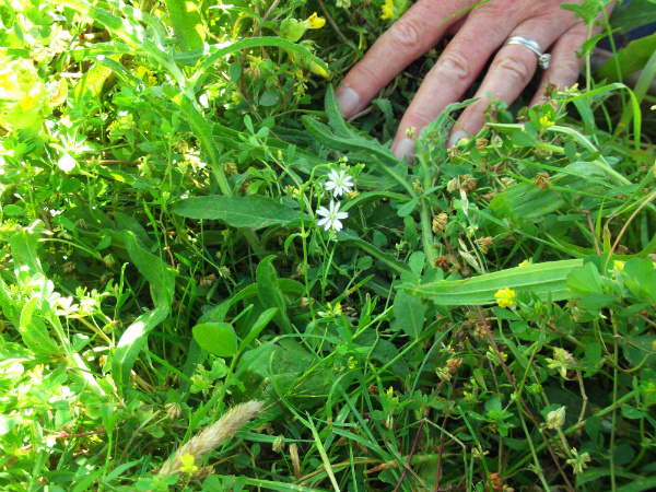 Wildflower