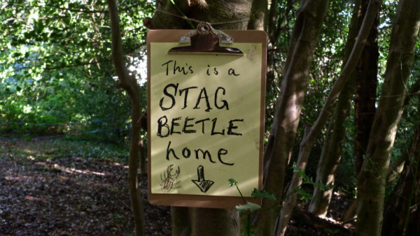 Stag beetle home