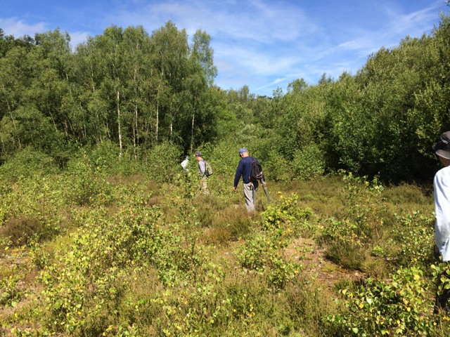 Volunteers walking through scrub