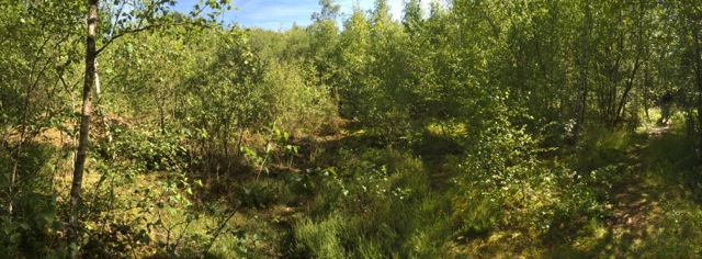 Area cleared of scrub