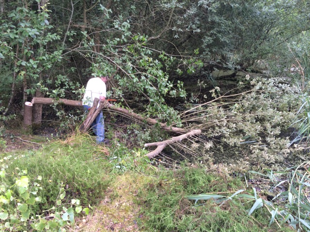 Fallen branch