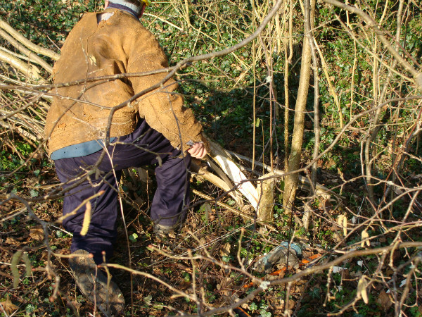 Laying stem