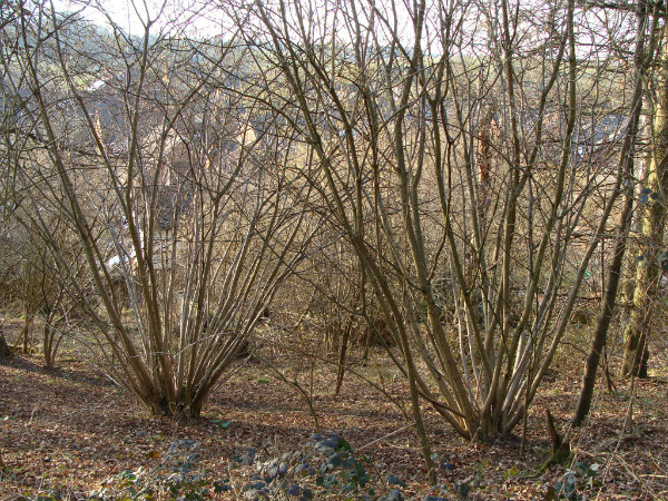 Coppice plot