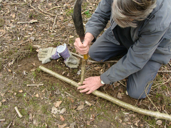 Layering to propogate more hazel stools