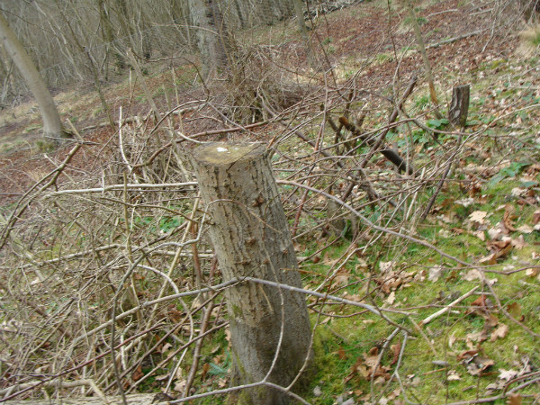 Tree stump