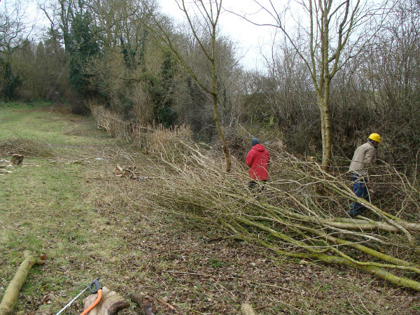 Laying hedge