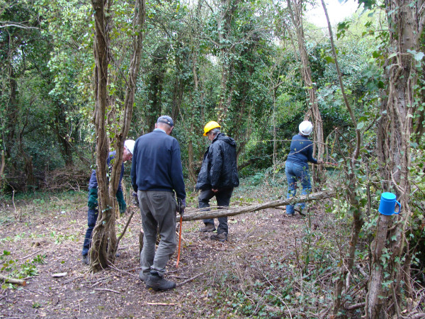 Coppicing hawthorn