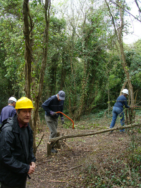 Coppicing hawthorn