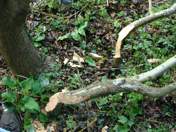 Laid stems