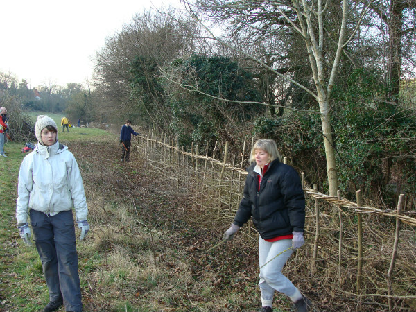 Laid hedge