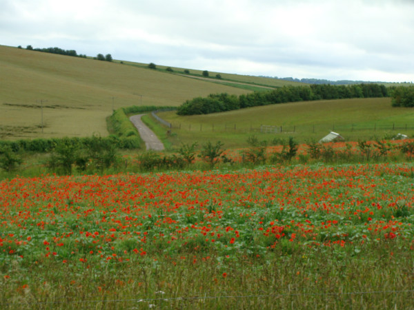 Field of poppies