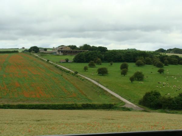 Fields with poppies and with sheep