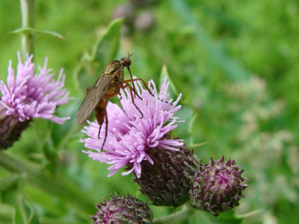 Knapweed flower