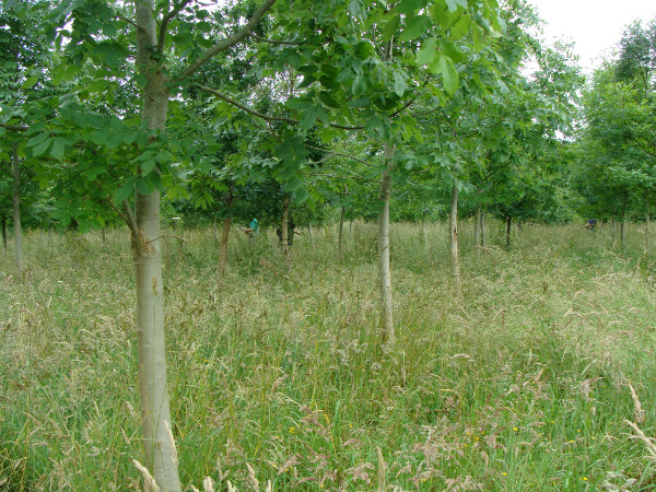 Recently planted woodland