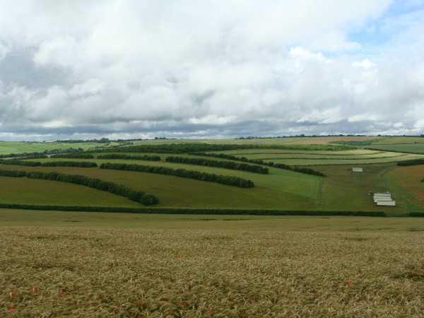 Fields
