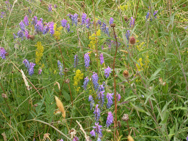 Wild flowers