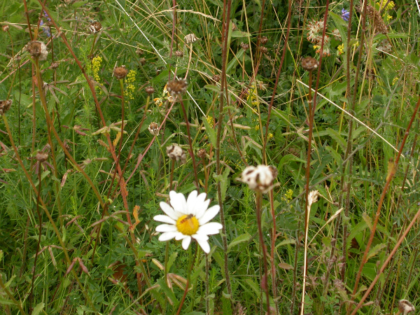 Wild flowers