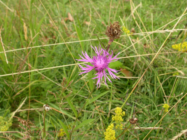 Wild flowers