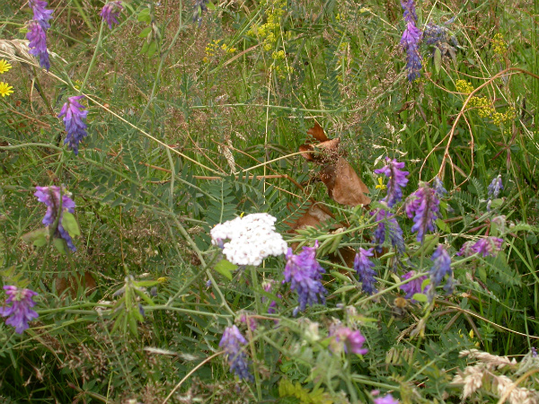 Wild flowers