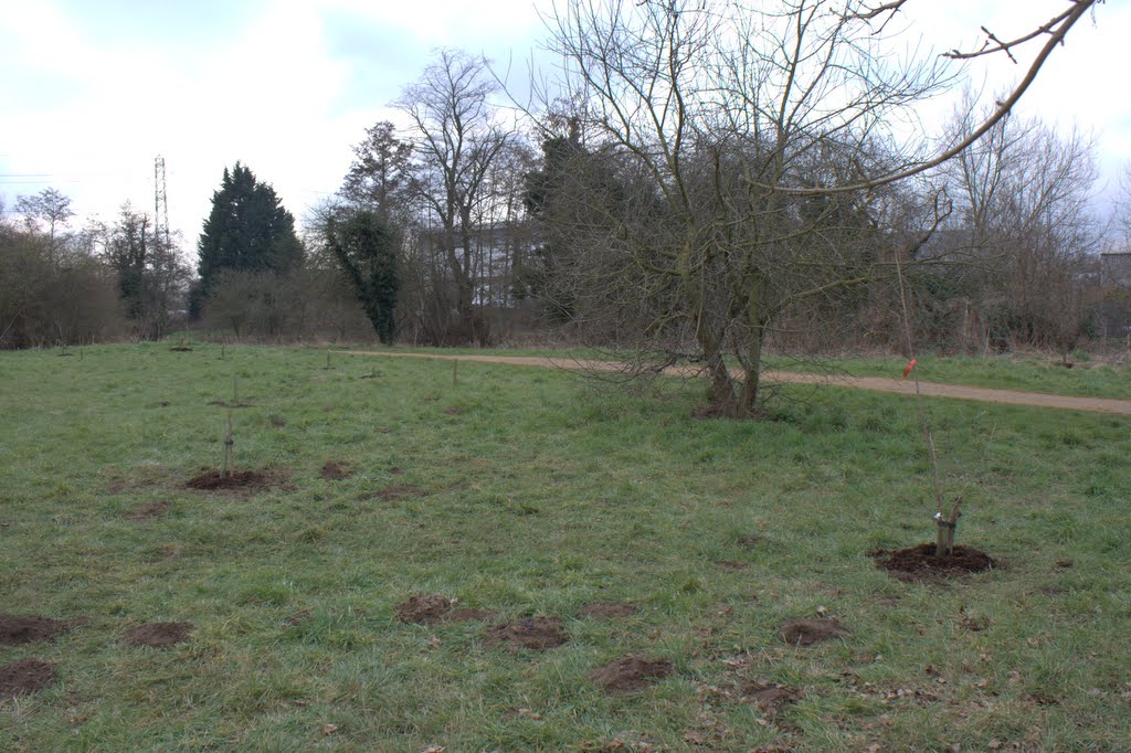 Completed orchard